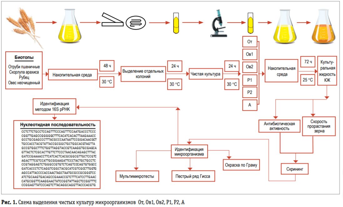 Выделения чистой культуры анаэробов схема