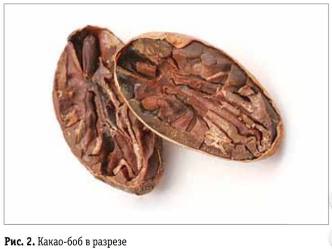 Цены на какао бобы. Ядро какао Боба. Плод какао в разрезе. Какао Бобы зерна. Плод какао внутри.